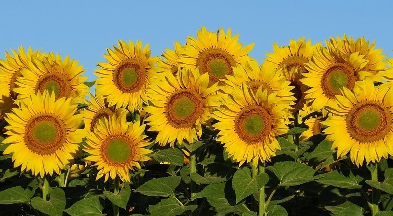 grow-your-own-sunflowers-national-childrens-gardening-week.jpg