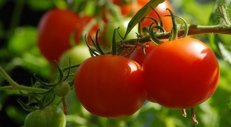grow-your-own-tomatoes-national-childrens-gardening-week.jpg