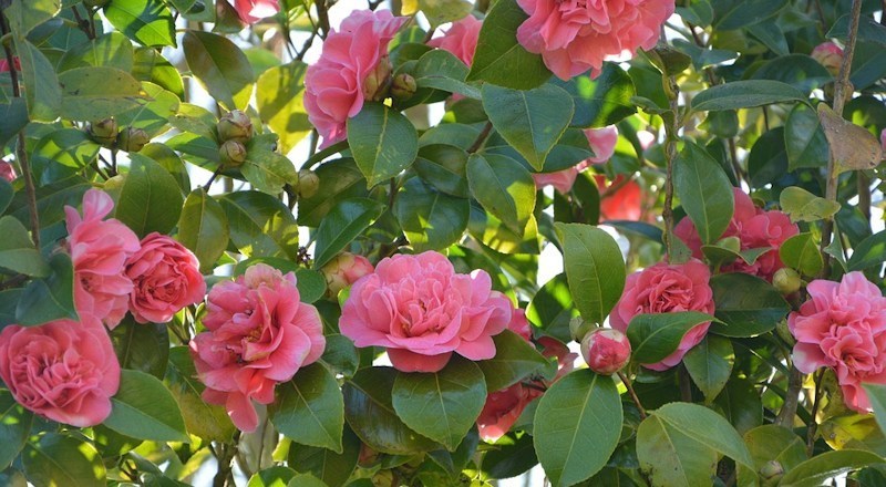 how-to-grow-camellias-280318.jpg