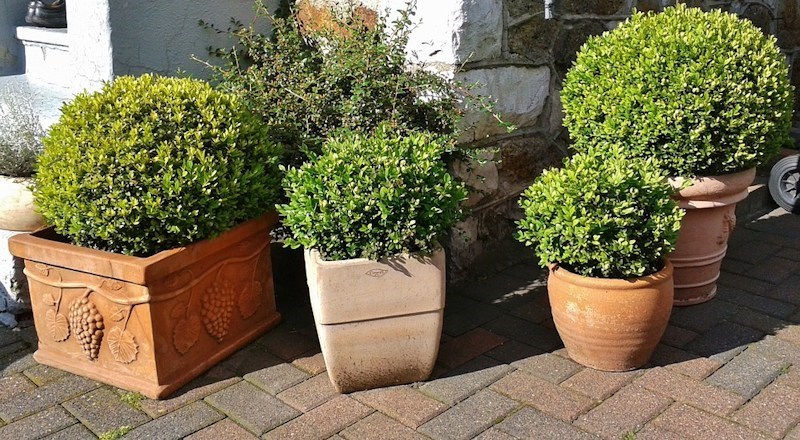 how-to-plant-shrubs-in-containers-010418.jpg