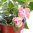 A Lucky Dip Selection! Fuchsia Trailing Mixed - 6 x 10.5cm Pot BeddingAlternative Image1