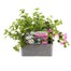 Bacopa Collection Mixed 6 Pack Boxed BeddingAlternative Image1