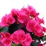 Begonia Pink HouseplantAlternative Image4