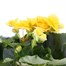 Begonia Yellow HouseplantAlternative Image5