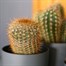 Cacti Mixed HouseplantAlternative Image3