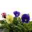 Carry Home Pack - Pansy Mixed - 6 x 10.5cm Pot BeddingAlternative Image1