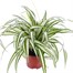 Chlorophytum Variegatum Houseplant - 12cm PotAlternative Image4