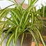 Chlorophytum Variegatum Houseplant - 12cm PotAlternative Image1