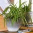 Chlorophytum Variegatum Houseplant - 12cm PotAlternative Image2