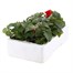 Impatiens F1 Red 6 Pack Boxed BeddingAlternative Image4