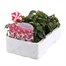 Impatiens F1 Star Mixed 6 Pack Boxed BeddingAlternative Image3