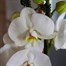 Orchids In Gold Orchid Boat HouseplantAlternative Image2