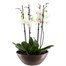 Orchids In Gold Orchid Boat HouseplantAlternative Image3