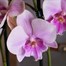 Orchids In Red Orchid Boat HouseplantAlternative Image1