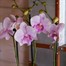 Orchids In Red Orchid Boat HouseplantAlternative Image2