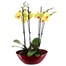 Orchids In Red Orchid Boat HouseplantAlternative Image5