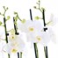 Orchids In White Orchid Boat HouseplantAlternative Image6