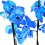 Orchid Blue Houseplant - 12cm PotAlternative Image5