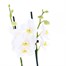 Orchid White Houseplant - 12cm PotAlternative Image5