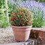 Smart Garden Artificial Topiary Red Rose Ball 30cm (5601002)Alternative Image1
