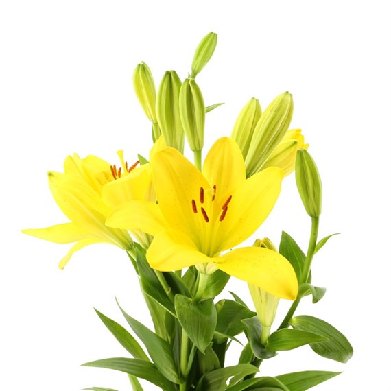 Asiatic Lily (x 4 Individual Stems) - Yellow
