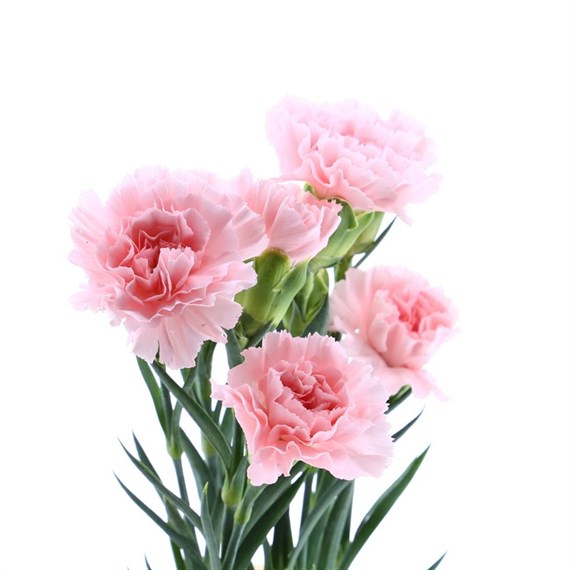 Carnation (x 8 Individual Stems) - Pink