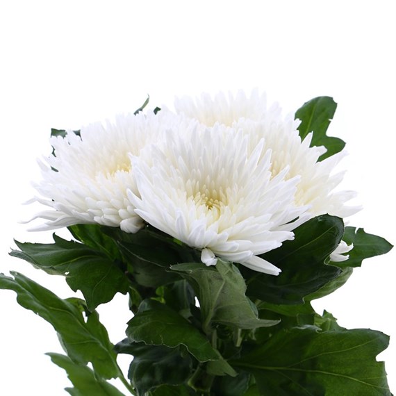 Chrysanthemum Bloom Anastasia (x 3 Individual Stems) - White