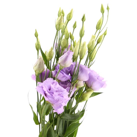 Lisianthus (x 3 Individual Stems) - Lilac