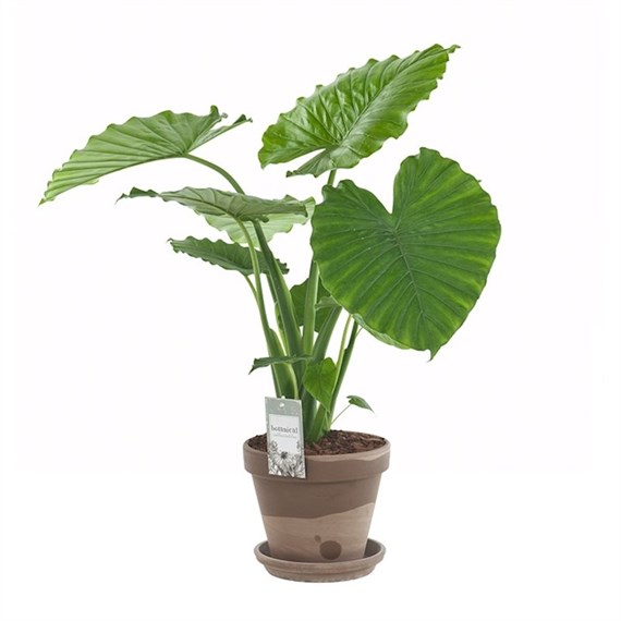 elephant ears plant in pot elephant ears plant in pot