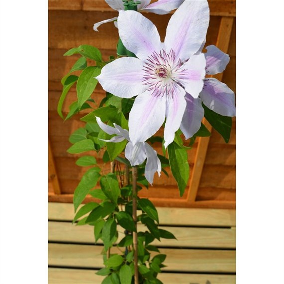 Clematis Nelly Moser 3 Litre Climber Plant
