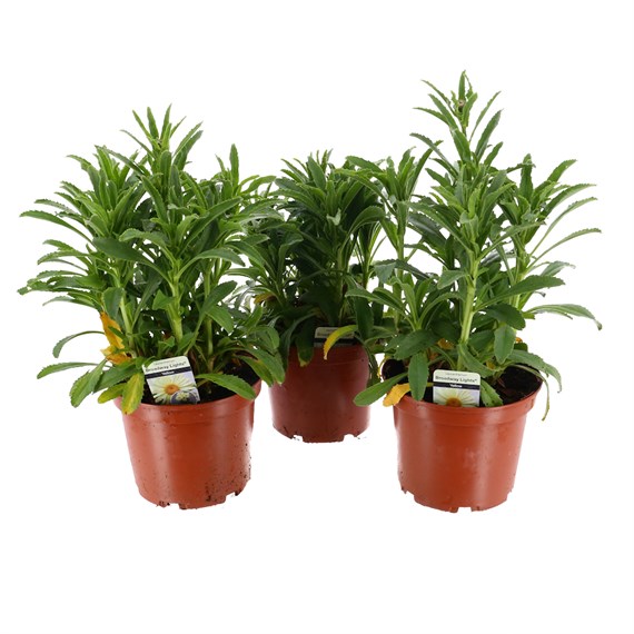 A Lucky Dip Selection! Leucanthemum - 3 x 3L Pot Bedding