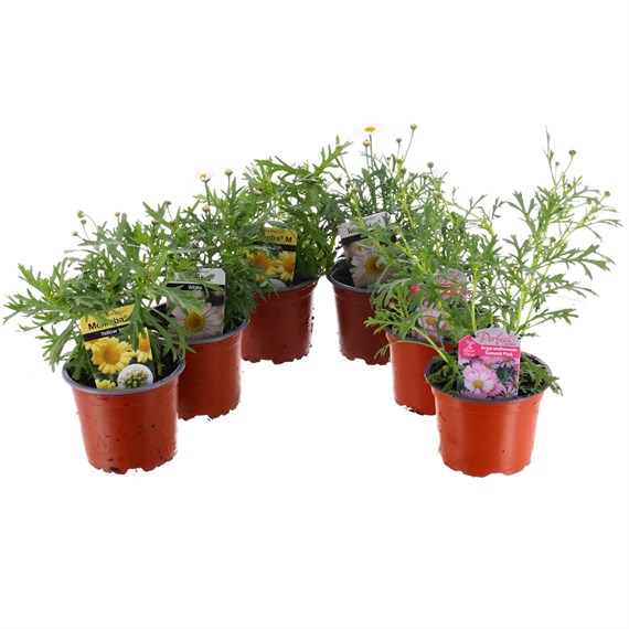 A Lucky Dip Selection! Argyranthemum - 6 x 10.5cm Pot Bedding