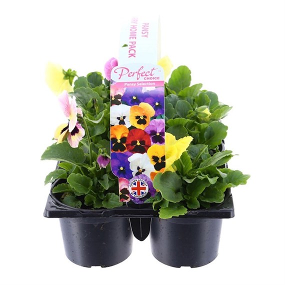 Carry Home Pack - Pansy Mixed - 6 x 10.5cm Pot Bedding