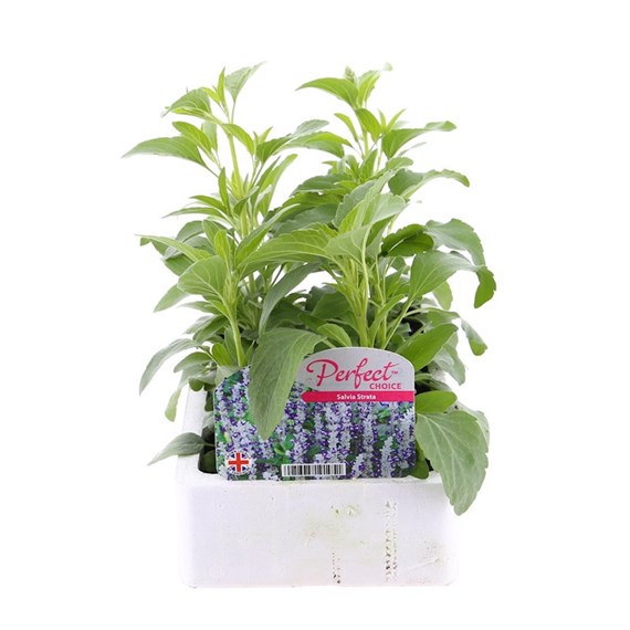 Salvia Strata 6 Pack Boxed Bedding