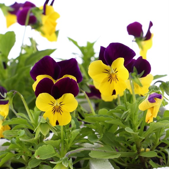 Viola F1 Sunny Royale 6 Pack Boxed Bedding