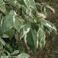 Cornus alba Elegantissima - 3L Pot