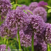 Allium Purple Sensation Perennial Plant 2L Pot - Set of 3