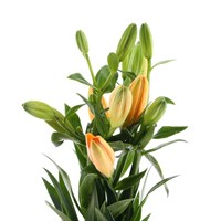 Asiatic Lily (x 4 Individual Stems) - Orange