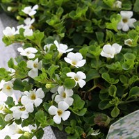 Bacopa Collection White 6 Pack Boxed Bedding