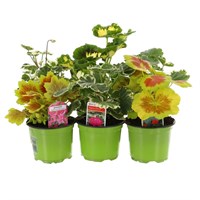A Lucky Dip Selection! Geraniums Upright Mixed - 6 x 10.5cm Pot Bedding