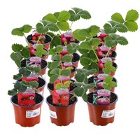 A Lucky Dip Selection! Strawberries - 15 x 10.5cm Tray