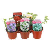 A Lucky Dip Selection! Basket Plants 5 x 7cm Pot Bedding