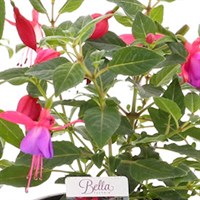 A Lucky Dip Selection! Bella Fuchsia - 13cm x 3 Pot Bedding