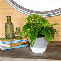 Adiantium fragrans Houseplant - 12cm Pot