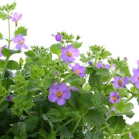 Bacopa Blue 6 Pack Boxed Bedding