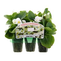 Begonia Semp Green Leaf White Mini 6 Boxed Bedding