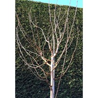Betula 'Grayswood Ghost' Tree