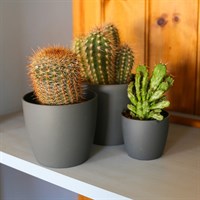 Cacti Mixed Houseplant