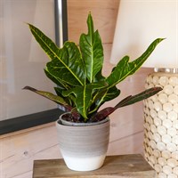 Codiaeum Croton Var. Gr Excellent Houseplant 13cm Pot