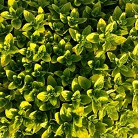 Herbs Plant 9cm - Set of 4 - Oregano